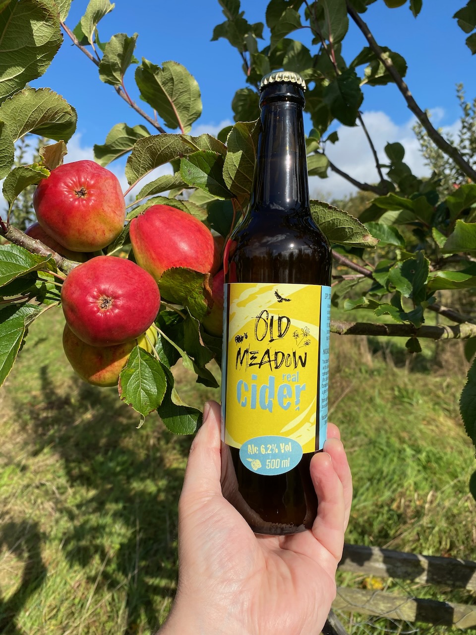 Bottle of Old Meadow Cider next to apple tree